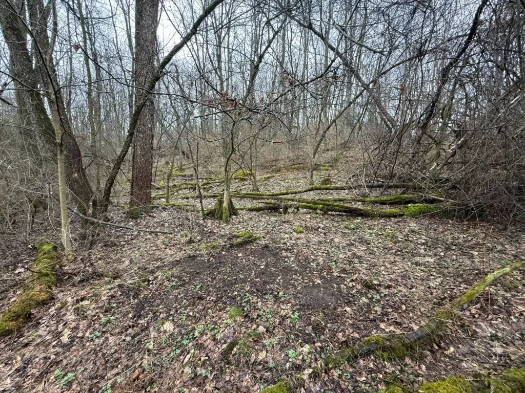 Picture 5