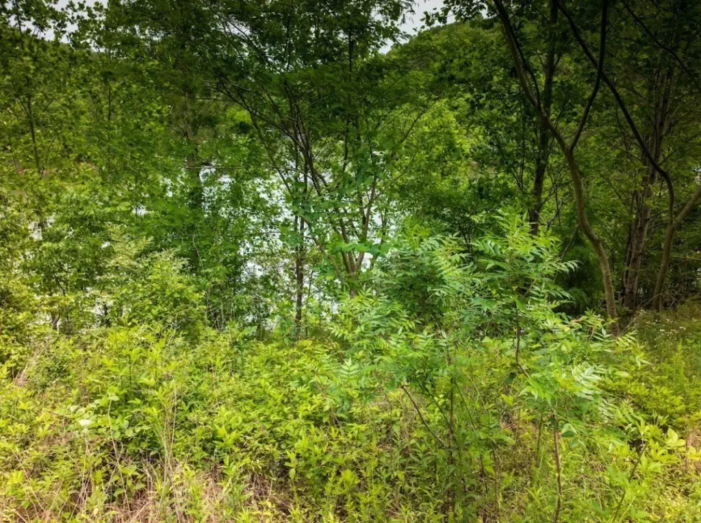 Picture 21