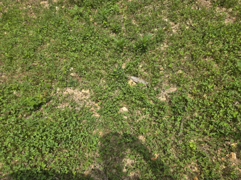 Picture 18
