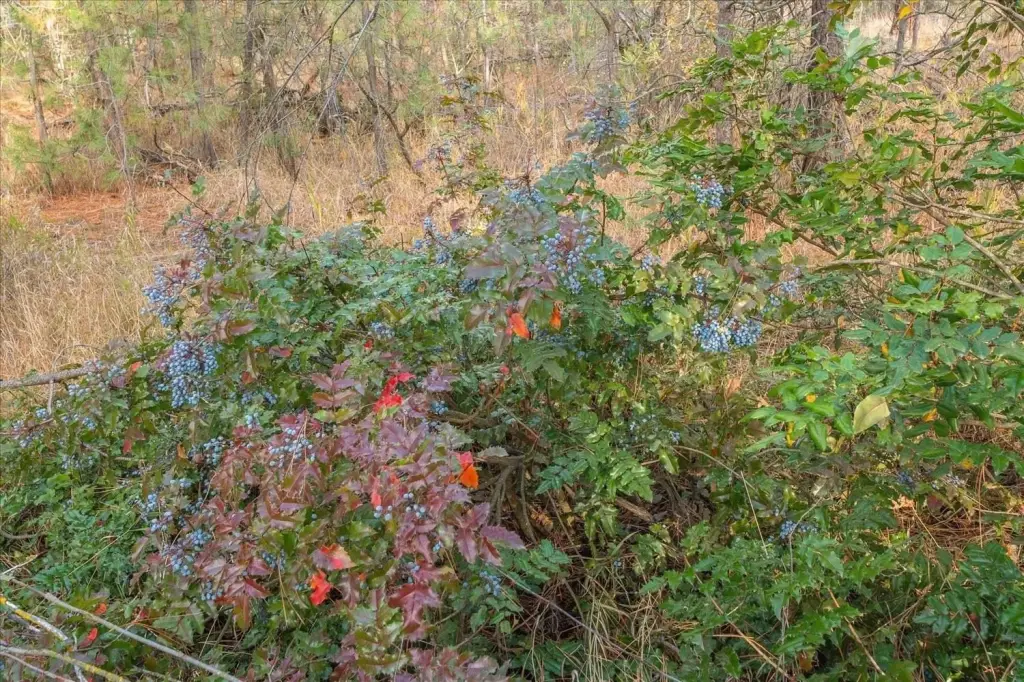 Picture 36