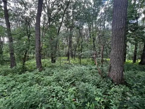 Stockholm Wooded Land Opportunity