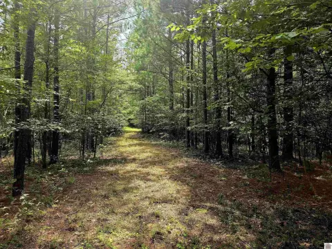 Tiline, KY Wooded Hunting Ground