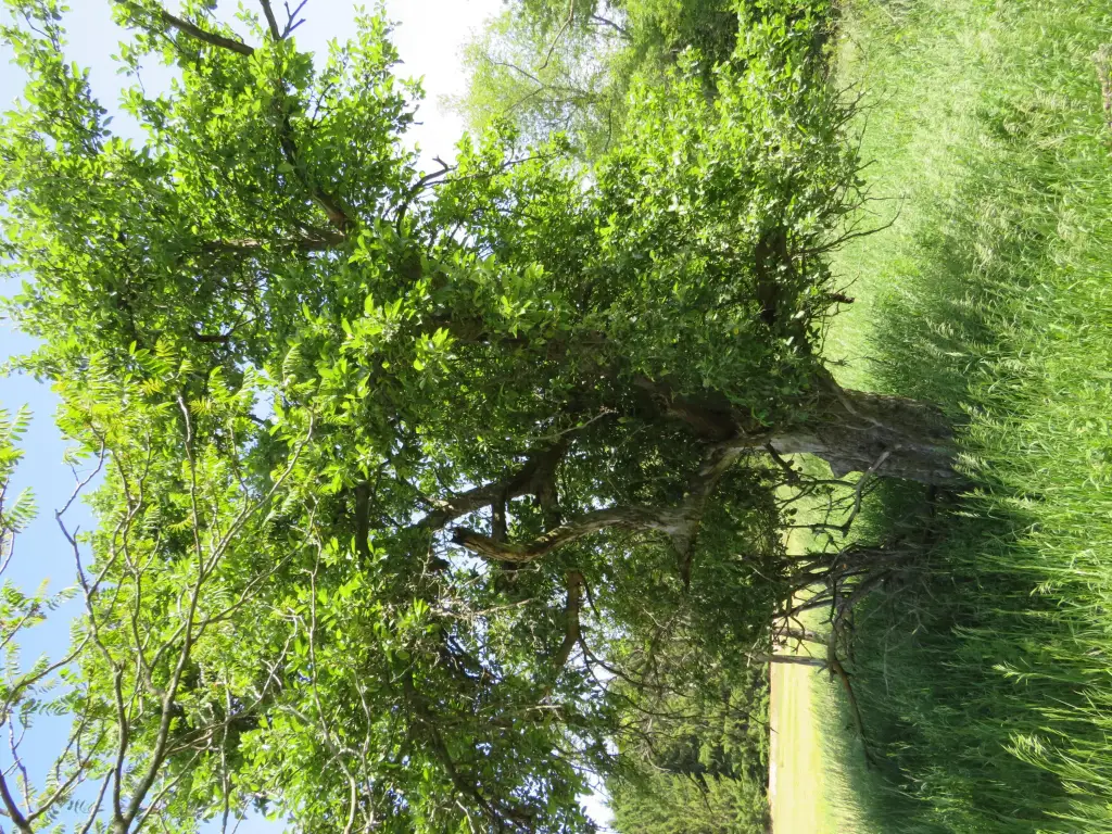 Picture 24