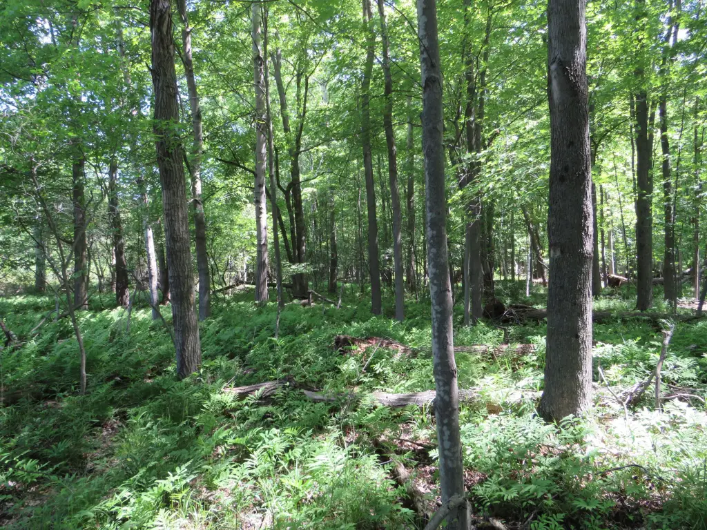 Picture 33