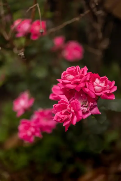 Picture 62