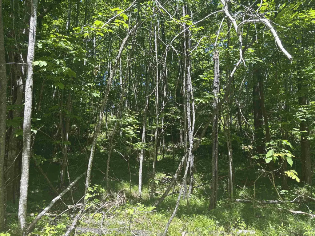 Picture 25