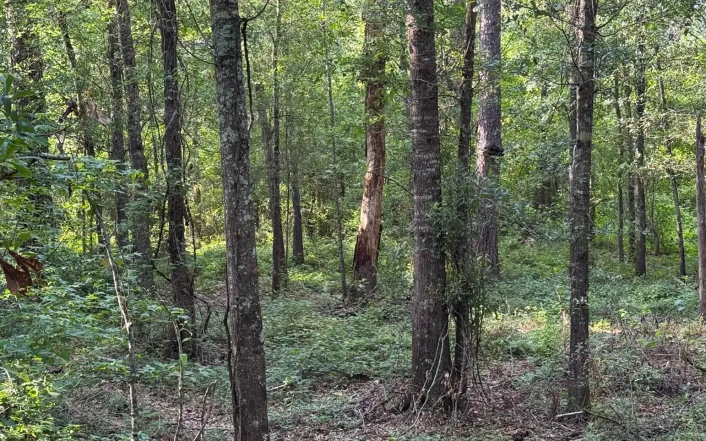 Picture 4