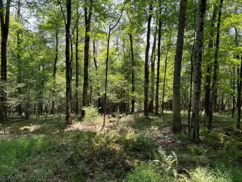 Wooded Land Ideal for Hunting