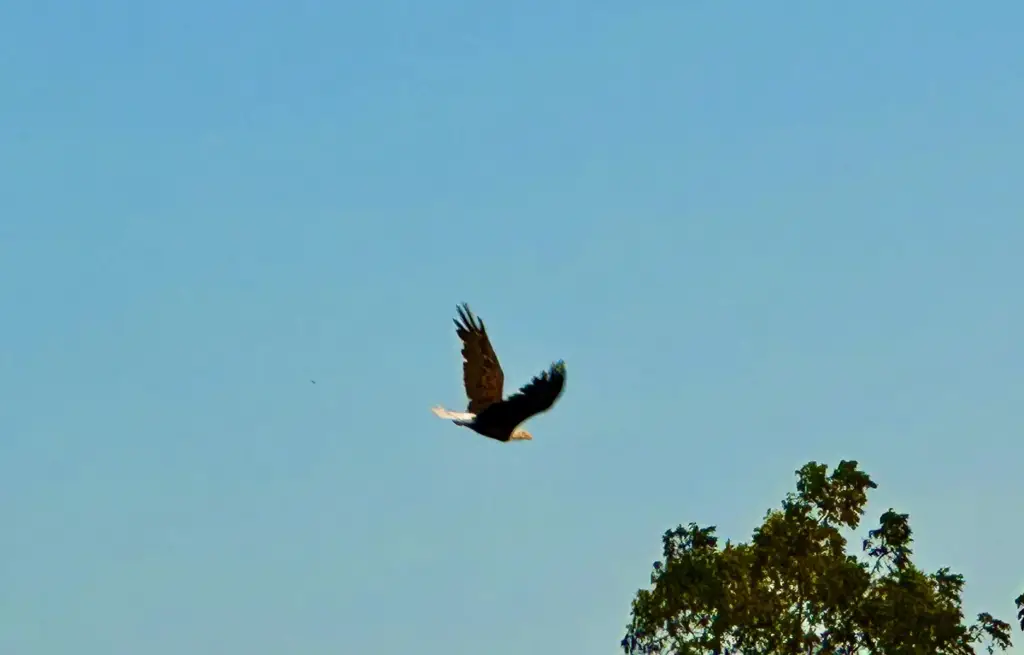 Picture 53