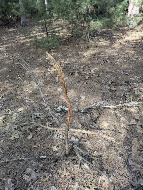 Picture 12
