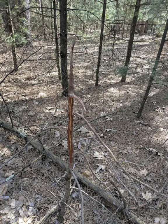 Picture 11