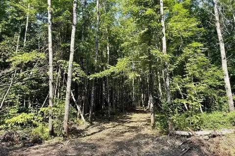 Wooded Buildable Land