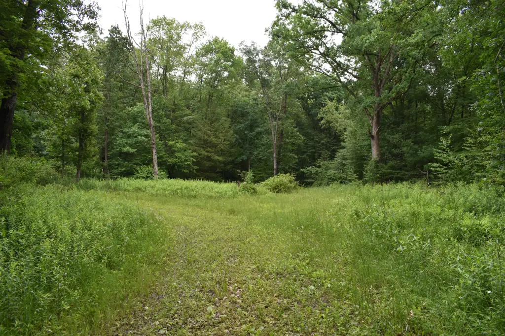 Picture 5