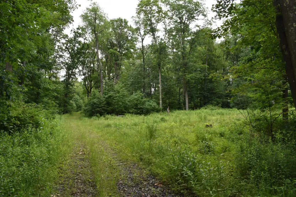 Picture 8