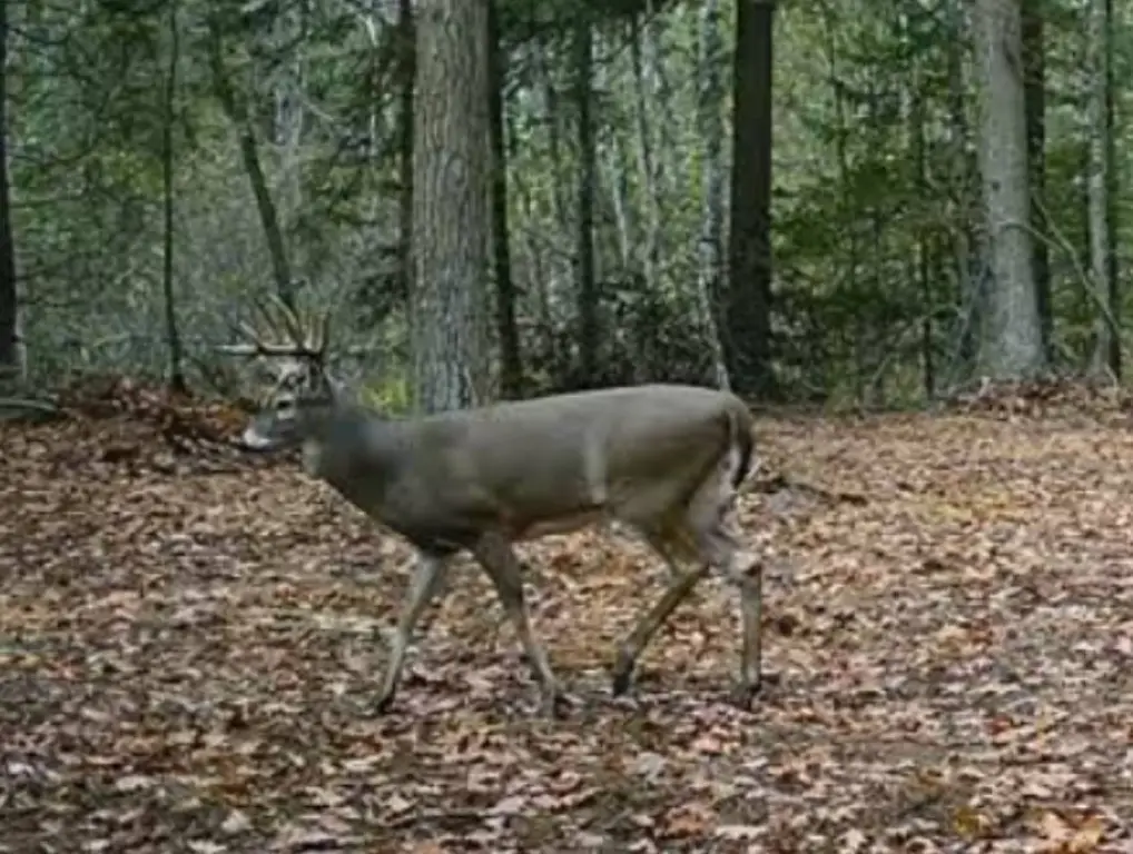 Picture 5