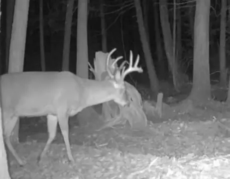 Whitetail Hunting Land