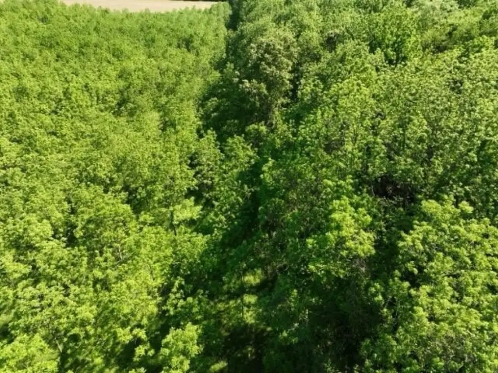 Picture 21