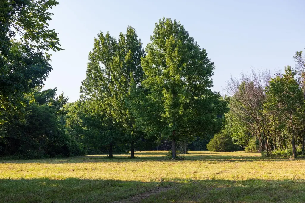 Picture 45