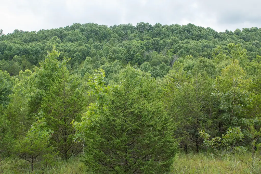 Picture 41
