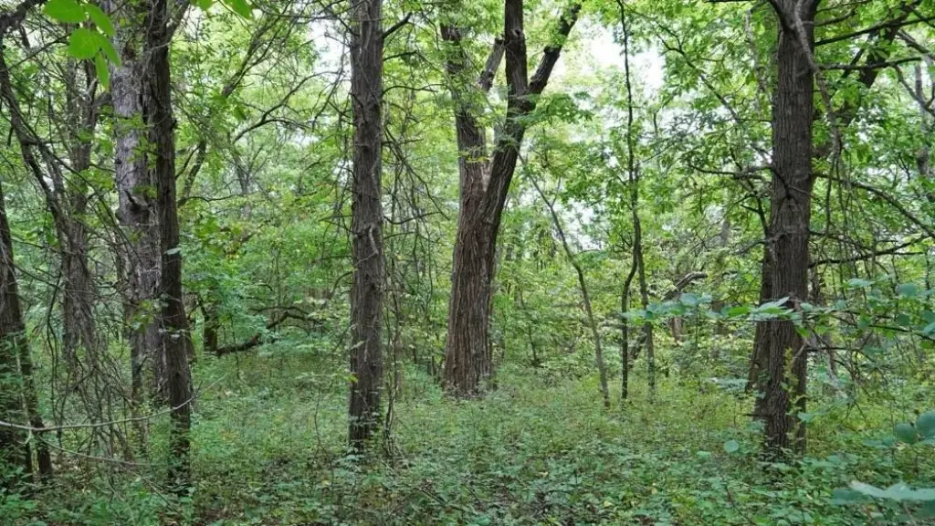 Picture 27