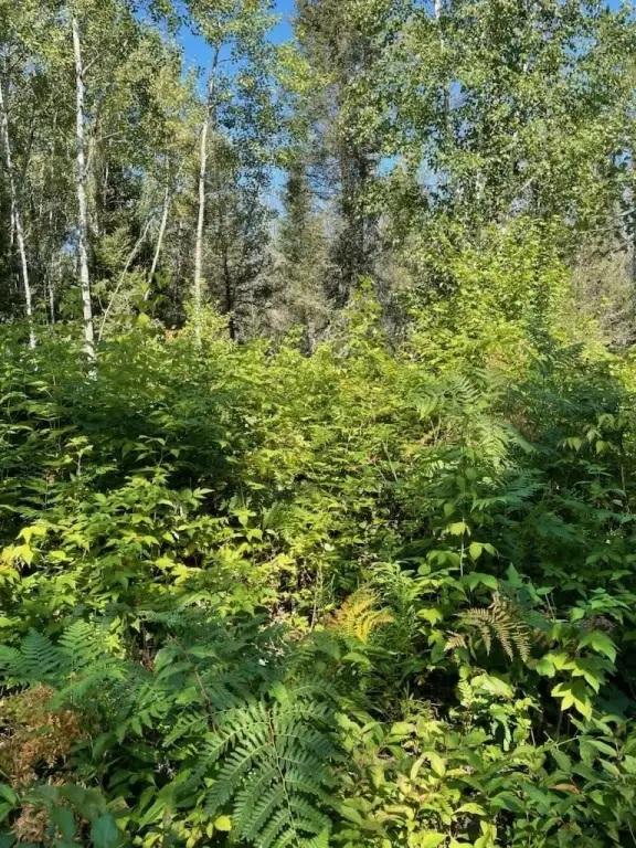 Picture 8