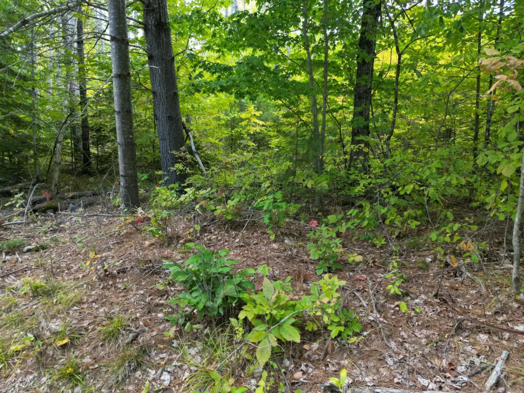 Picture 4