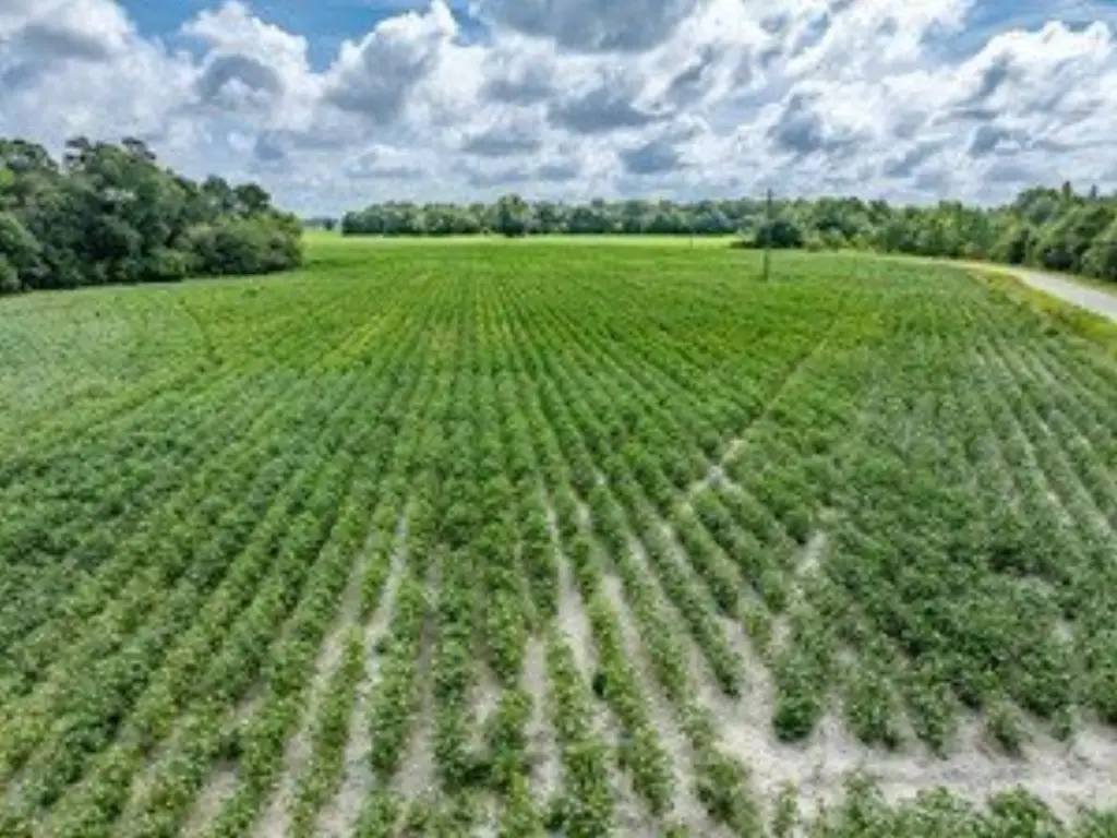 Picture 12