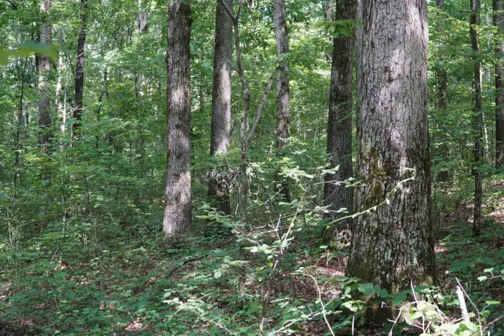 Picture 31