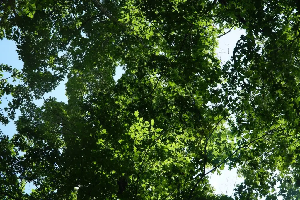 Picture 30