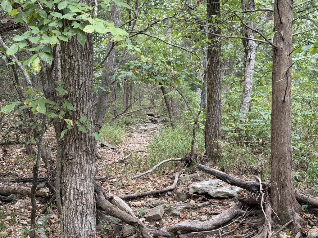 Picture 41