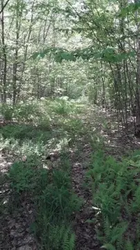 Sugar Island Land For Sale