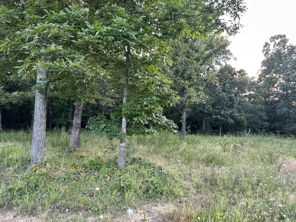 Picture 27