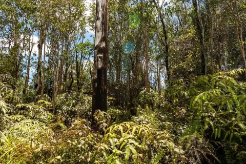 Native-Forest Land Parcel
