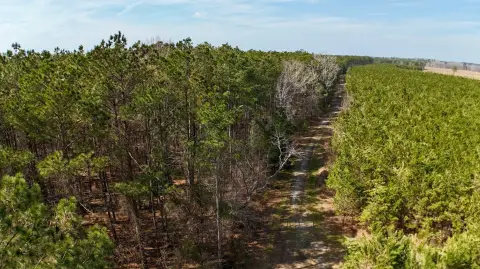 Hunting Land with Pine Plantation