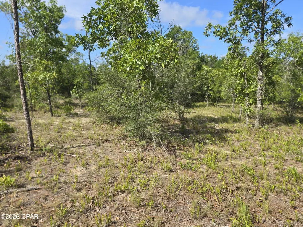 Picture 5