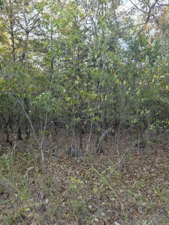 Picture 21