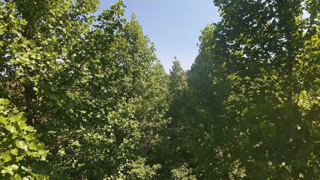 Picture 19