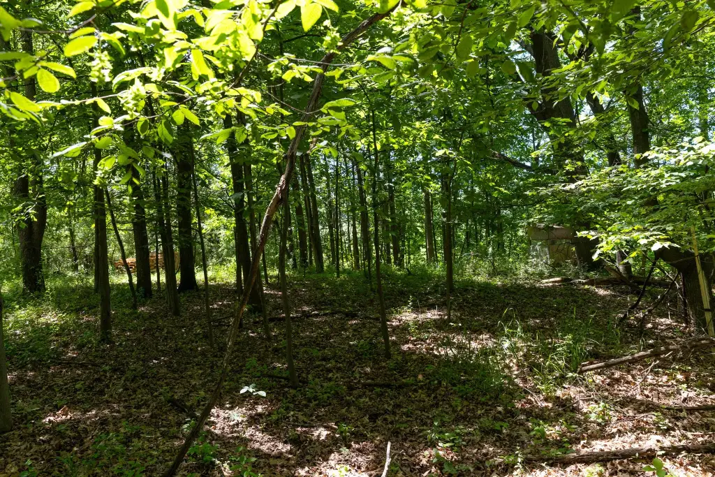 Picture 15