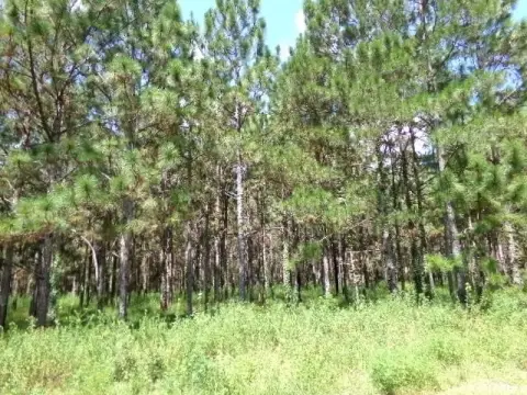 84 Acres in Camilla, Georgia