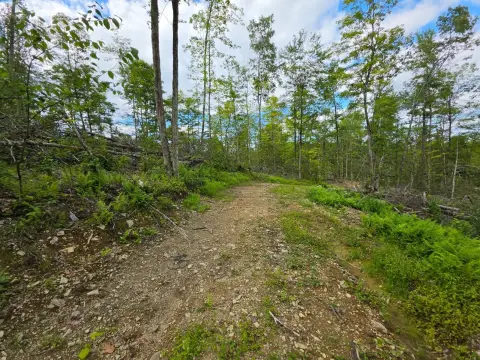 Wooded Hunting Land