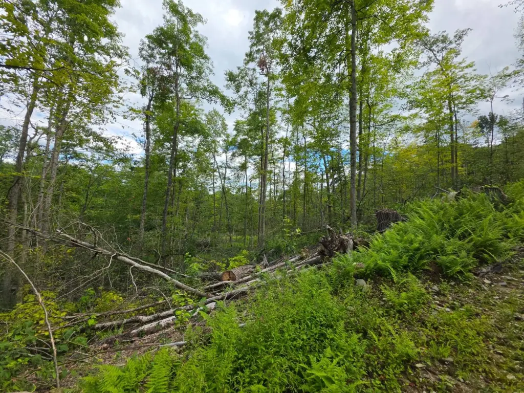 Picture 6