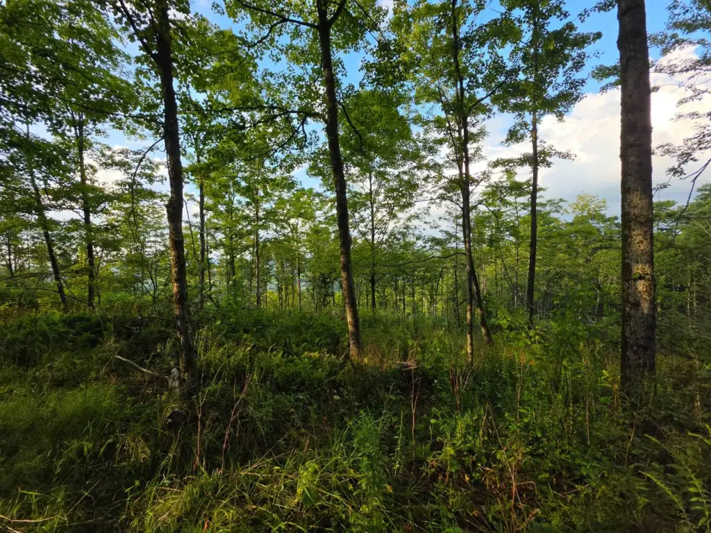 Picture 24