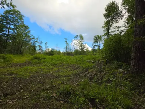 Hunting Land with Trail Access