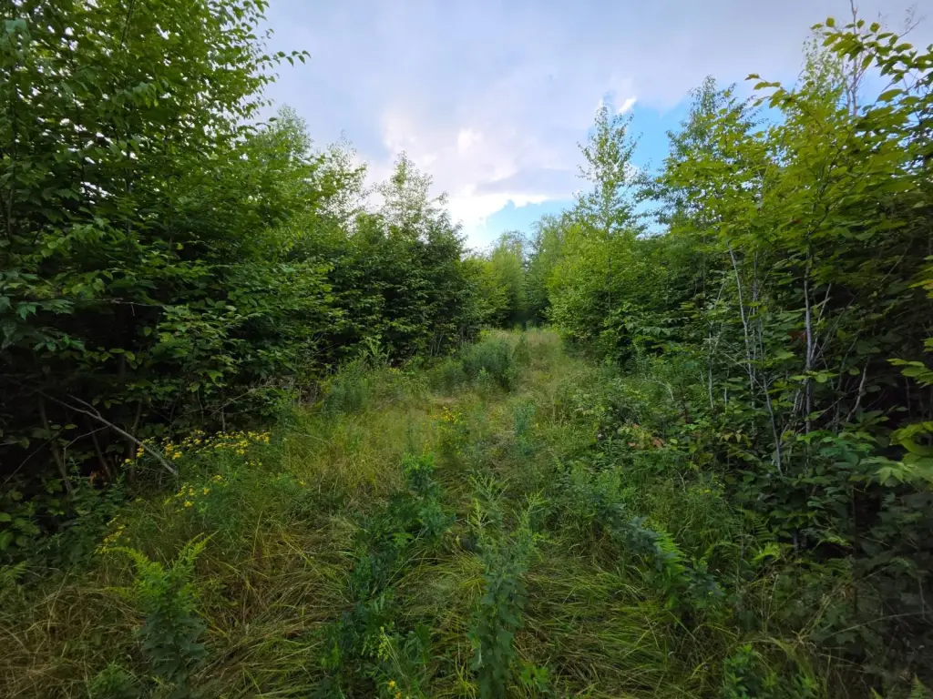 Picture 21