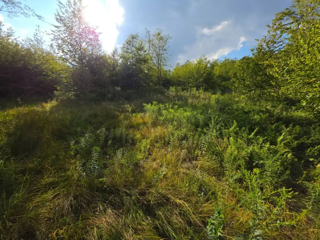 Picture 17
