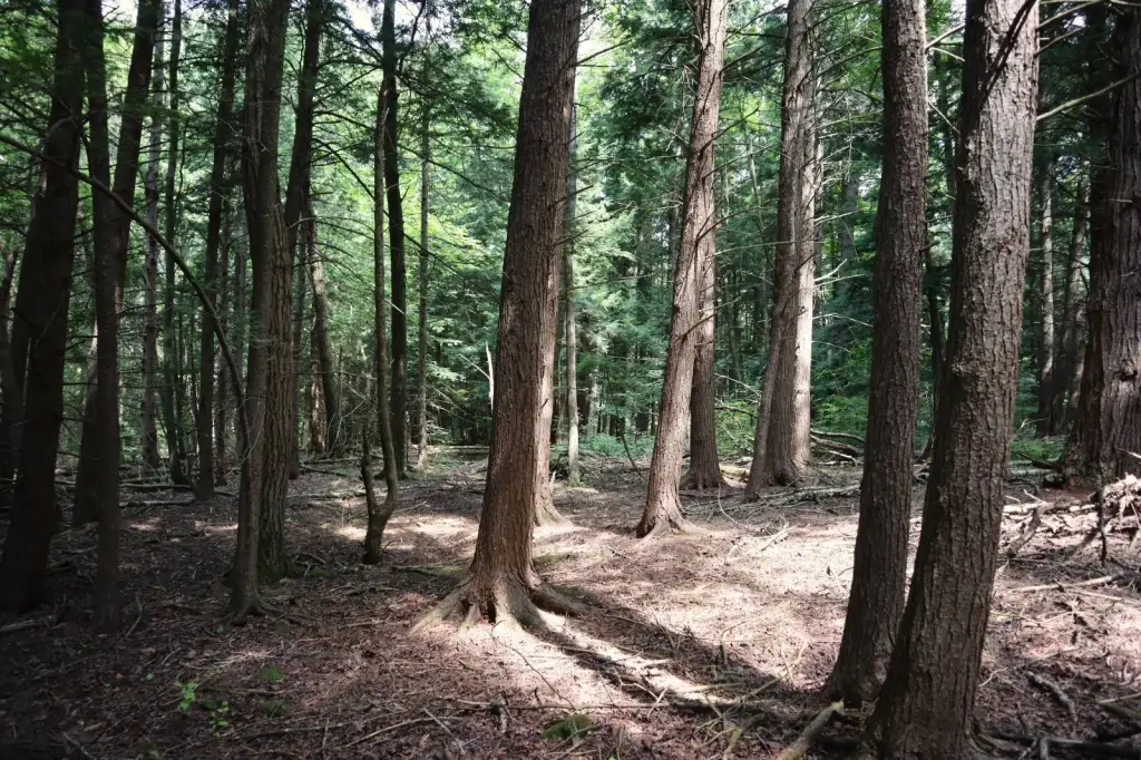 Picture 8