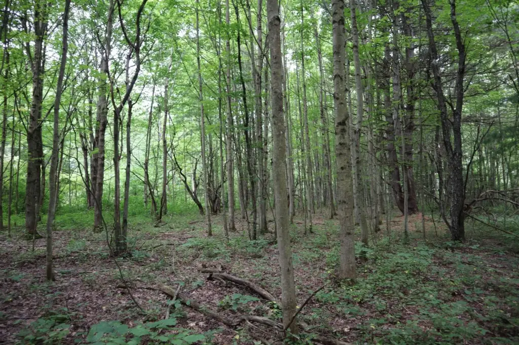 Picture 24