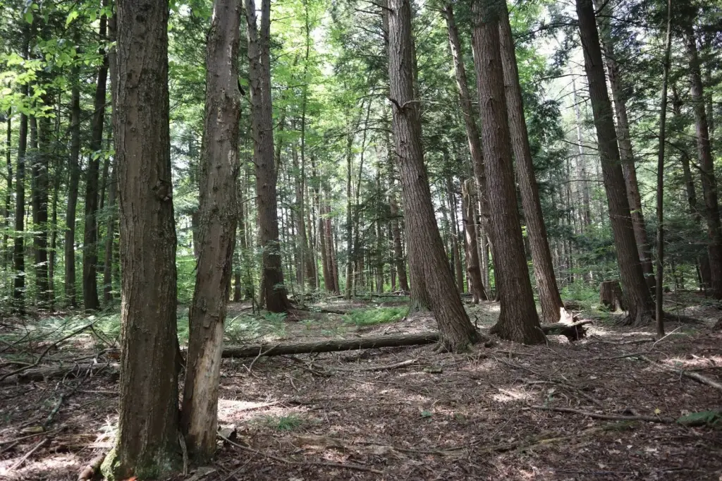 Picture 9