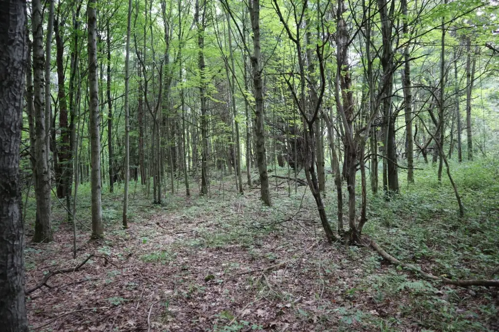 Picture 27