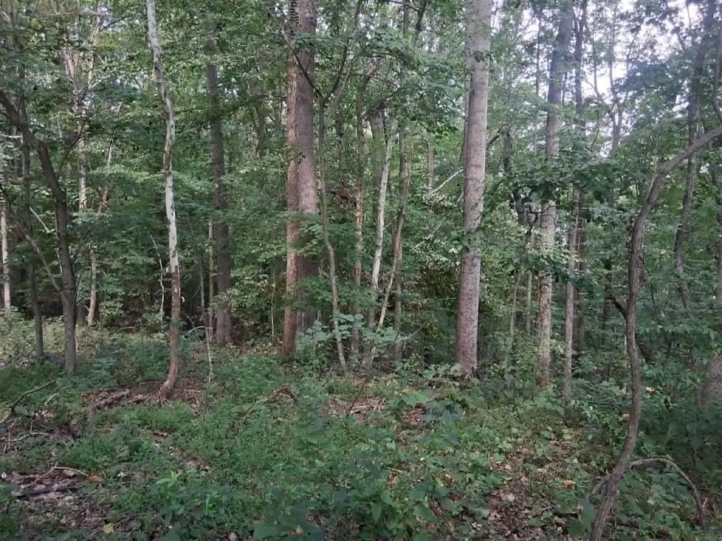 Picture 7